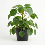 Pilea Peperomioides Plant Live in 6 Inch Pot, Chinese Money Plant Live for Planting, Compact Indoor Plant for Modern Home & Office Settings, Real Plants for Easy Indoor Gardening