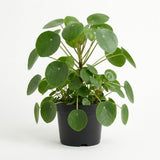 Pilea Peperomioides Plant Live in 6 Inch Pot, Chinese Money Plant Live for Planting, Compact Indoor Plant for Modern Home & Office Settings, Real Plants for Easy Indoor Gardening