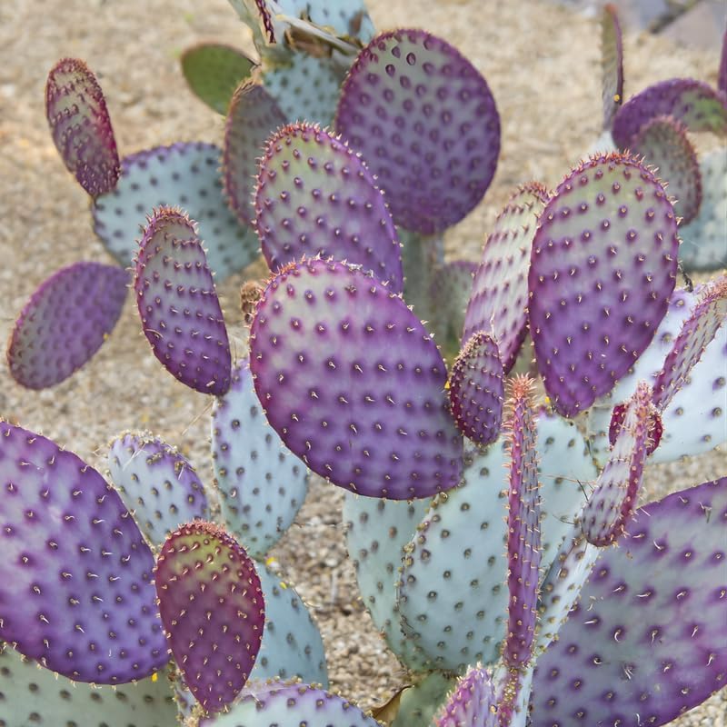 Purple Prickly Pear Cactus Plant in 3 Inch Potted| Live Purple Cactus | Low-Maintenance & Drought Resistant, Ideal for Home Décor, Patios, Landscaping, Succulent Gardens & Pots
