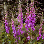 2 Foxglove Digitalis Purpurea Live Plant, 3-Inch Pot, Established Live Flowering Plant, Classic Tall Spire Blooms for Modern Landscape Design