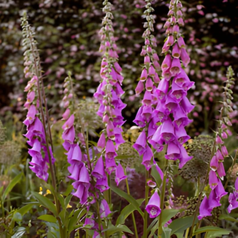 2 Foxglove Digitalis Purpurea Live Plant, 3-Inch Pot, Established Live Flowering Plant, Classic Tall Spire Blooms for Modern Landscape Design