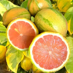 Pink Lemon Tree for Planting | 2.5–3 Feet Tall Live Potted Citrus Plant | Variegated Edible Indoor or Outdoor Fruit Tree for Home Gardens, Patios & Containers | No Ship to CA,HI,AK