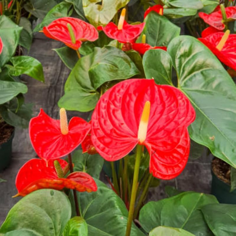 Anthurium Live Plant - Red Anthurium, Aturios Planta Viva in 4 Inch Pot, Air Purifying Flowering Indoor Houseplant, Home, Room, or Office Décor, Easy to Grow