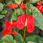 Anthurium Live Plant - Red Anthurium, Aturios Planta Viva in 4 Inch Pot, Air Purifying Flowering Indoor Houseplant, Home, Room, or Office Décor, Easy to Grow