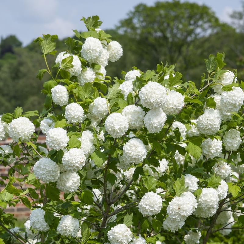 2 Japanese Snowball Bush for Planting – 6–12 Inch Live Viburnum Plant Live | Hardy White Blooming Plants for Borders & Landscapes