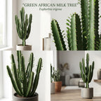 African Milk Tree, 3 Inch Potted Euphorbia Trigona, Low Maintenance Indoor Succulent with Upright Stems for Home & Office Decor