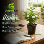 Grand Duke Jasmine Plant Live, Jasminum Sambac, 5–8 Inch Tall, Fragrant Arabian Jasmine, Well-Rooted Starter Plant, Indoor Outdoor Flowering Plant, Easy Care