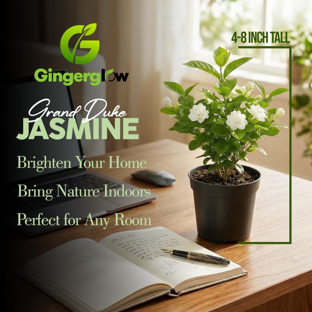 Grand Duke Jasmine Plant, 5-8 Inch Tall, Arabian Jasmine Plant, Low Maintenance Fragrant Perennial for Sunny Porches and Decorative Pots