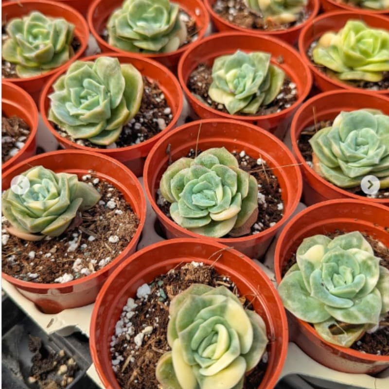 Live Succulent Graptoveria Lovely Rose Plant, 2 Inch Pot, Rose-Shaped Succulent, Small Decorative Indoor Plant for Desks