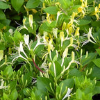 Set of 2 Honeysuckle Plant Live | 6–12 Inch Tall Flowering Shrubs | Fragrant Blooms for Outdoor Planting, Landscaping & Garden Borders