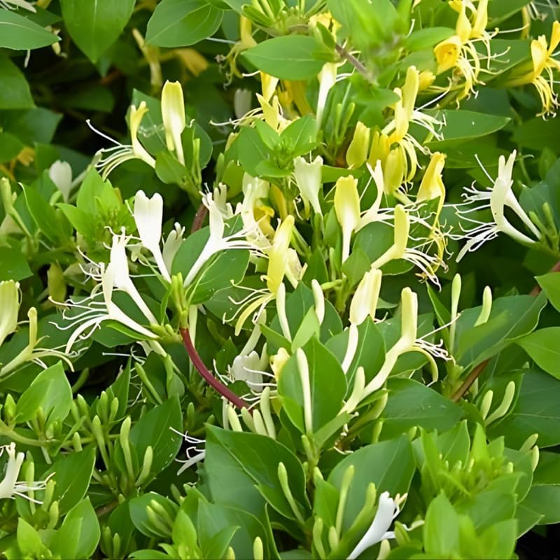 2 Honeysuckle Plants Live | 8–12 Inches Tall Rooted Cuttings | Fragrant Flowering Plants for Outdoor Planting, Landscaping, and Garden Borders