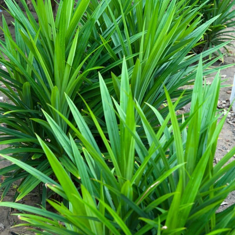 Pandan Leaf Plant Live 1–2 Ft | Tropical Pandanus Amaryllifolius | Easy-Grow Culinary Plant for Patio, Yard & Containers | No Ship to CA,HI,AK