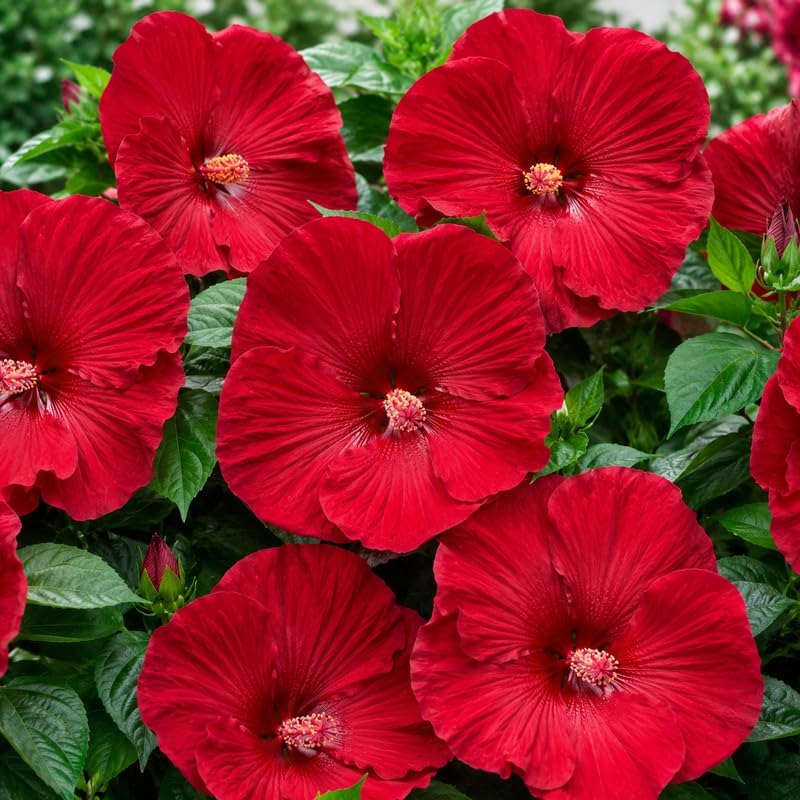 Red Hardy Hibiscus Plants Live, 4-8" Tall, Vibrant Perennial Hibiscus Plant, Fast Growing Flowering Shrub for Backyard Landscape and Patio Pots