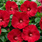 Red Hardy Hibiscus Plants Live, 4-8" Tall, Vibrant Perennial Hibiscus Plant, Fast Growing Flowering Shrub for Backyard Landscape and Patio Pots