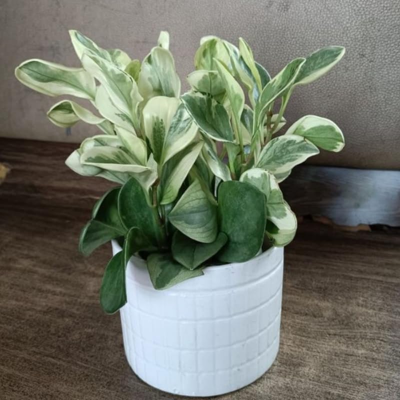 Peperomia Obtusifolia Variegated Live Plant | Baby Rubber Plant in 4'' Inch Pot | Easy-Care Peperomia Live Indoor Houseplant | Attractive Variegated Rubber Plant for Home & Office Décor