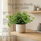 Peperomia Live Plant, Peperomia Beetle, Houseplant in 4'' Inch Pot, Easy Indoor Plant Live for Shelves, Desks & Small Spaces