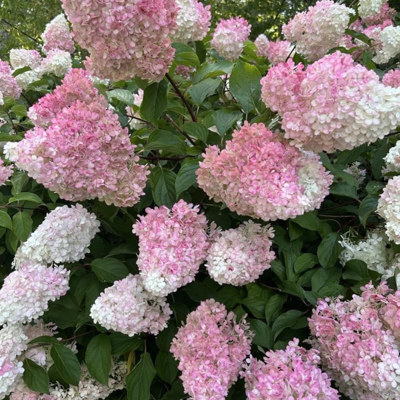 2 Hardy Pee Gee Hydrangea Live Plants | 1-2 Feet Tall Bare Root Seedlings | Paniculata Flowering Shrub | Fast-Growing Tree