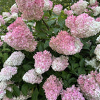 2 Hardy Pee Gee Hydrangea Live Plants | 1-2 Feet Tall Bare Root Seedlings | Paniculata Flowering Shrub | Fast-Growing Tree