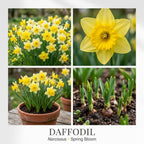 100 Wild Daffodil Bulbs, Well-Rooted Buttercup Bulbs, Vigorous Growth Habit with Showy Trumpet Blossoms for Home Landscapes