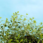 Lemon Thyme Plants Live, 4 Inch Tall Starter, Fragrant Citrus Herb for Culinary Gardens and Potted Porches