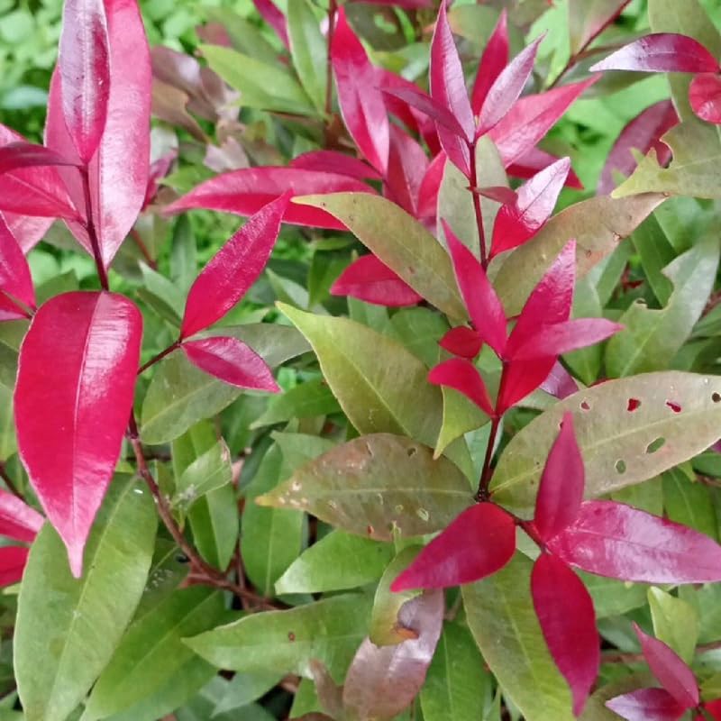 10 Dwarf Nandina Live Plants | 2.5-Inch Pot | Nandina Shrubs for Outdoor Growing | Suitable for Borders, Containers, and Walkways