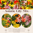 Yellow Asiatic Lily Bulbs, Set 8 Lilly Bulbs for Planting Outdoors, Well-Rooted Plant Starters, Vibrant Yellow Bloom Starters for Home Landscapes and Pots