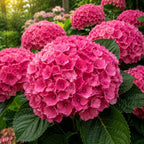 Hydrangea Live Plant, French Hydrangea Macrophylla Plant 4-6 Inch Tall, Well-Rooted, Color Changing Blooms for Shady Yard Borders