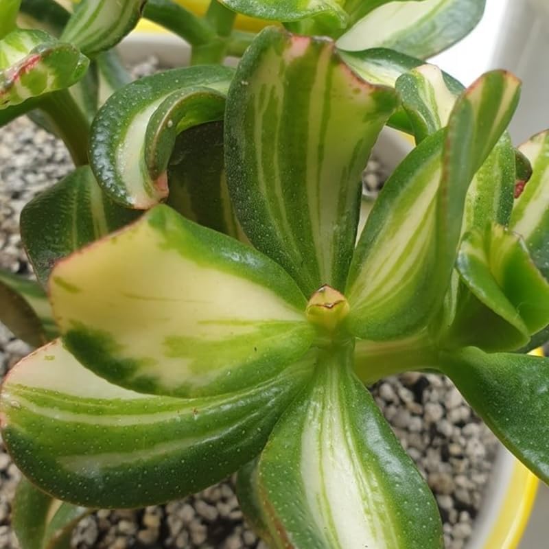 Jade Plant Live Variegated in 4" Inch Pot | Crassula Ovata Tri-Color Succulent | Low-Maintenance Houseplant for Small Spaces