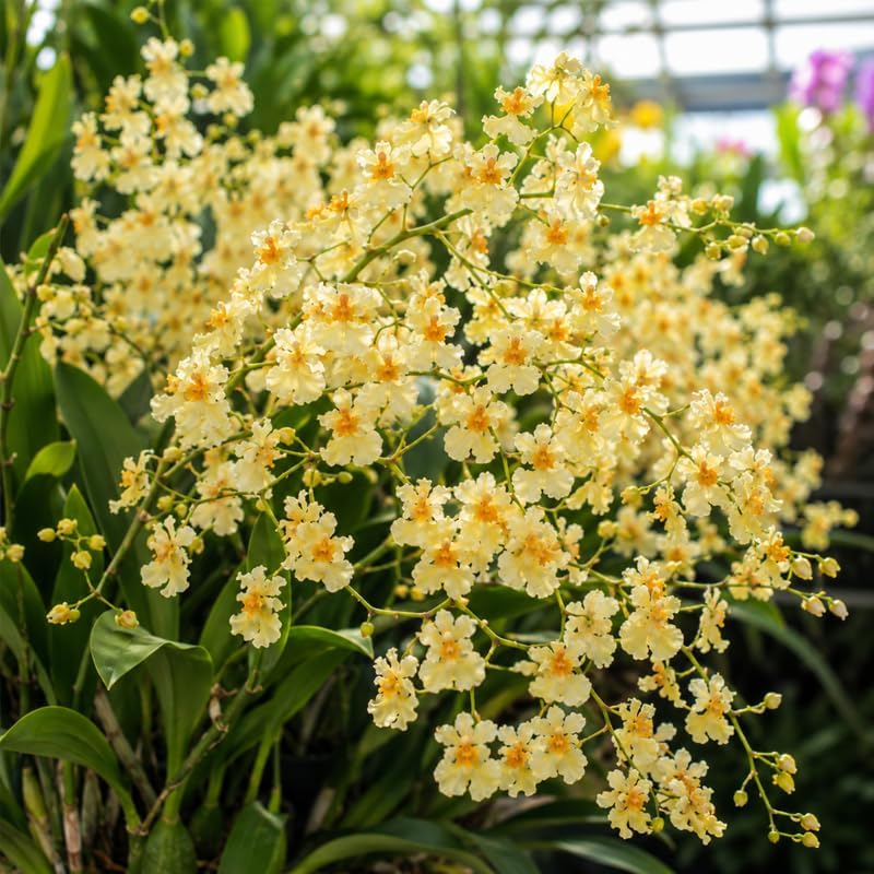 Oncidium Orchid Twinkle Live Plant, Fragrance Fantasy Oncidium Orchid Flower, Vibrant Blooming Houseplant for Indoor Decor, Home Office and Patio