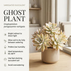 Variegated Ghost Plant Graptopetalum in 4" Pot, High-Vigor Low Maintenance Succulent - Pet-Friendly, Sturdy Growth for Shelves