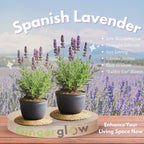 Spanish Lavender Live Plant in 3-Inch Pot, Lavandula Stoechas Aromatic Flowering Shrub, Unique Rabbit Ear Purple Blooms for Patios and Gardens