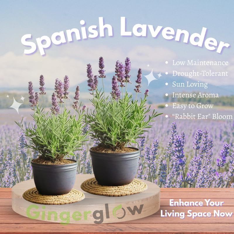 2 Spanish Lavender Plant Live Outdoor, 3" Potted, Drought Tolerant Evergreen Perennial, Established Root System Bloom, Low Maintenance Garden Plant