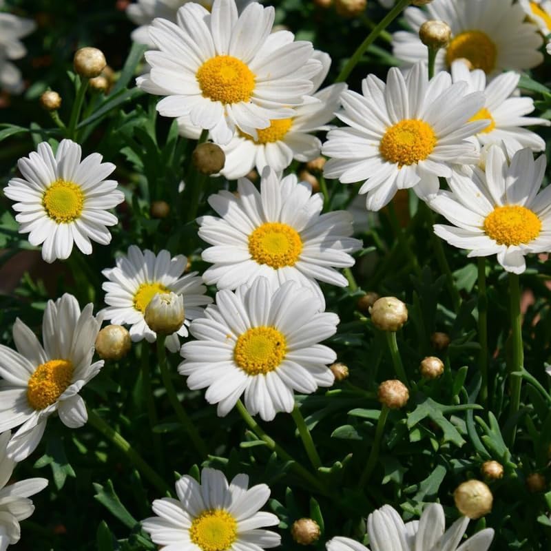 3 White Ox-Eye Daisy Live Plant, 3-Inch Pot, Fast Growing Perennial Flower, Established Starter Plant for Ground Cover and Garden Beds