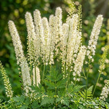 5 Live Black Cohosh Roots Bugbane, Easy Care Actaea Racemosa, Shade Plants Outdoor Perennial with Tall White Flower Spikes for Woodland Gardens & Borders