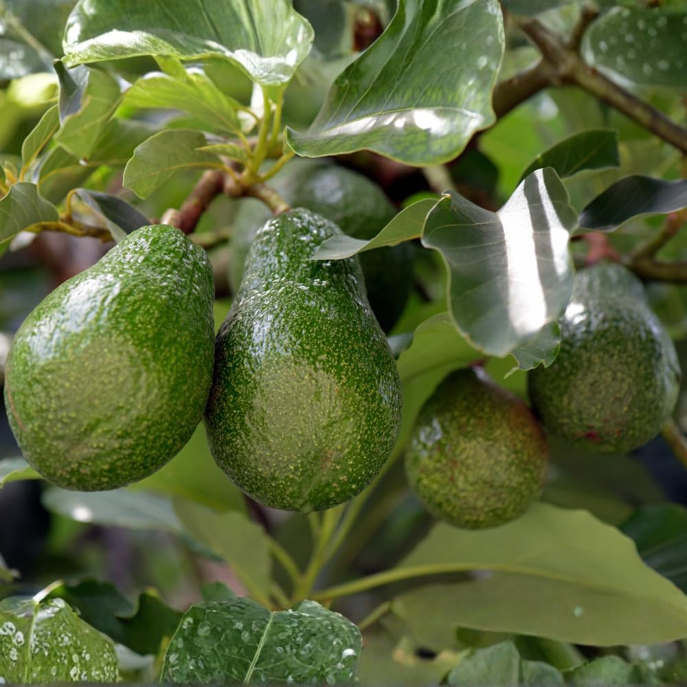 (No Ship to CA,HI,AK) Avocado Tree, 3 Gallon Pot, High-Vigor Evergreen for Home Landscapes, Subtropical Shade Tree for Backyard Orchards