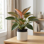 Pink Princess Philodendron Live Plant, 4" Pot, Vigorous Tropical Houseplant with Bright Pink Foliage for Living Rooms & Shelves, Easy to Care