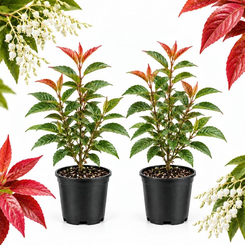 2 Sourwood Trees Live Plants, 4-8" Tall in Quart Pot