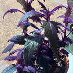 Purple Passion Live House Plant, 4-5 Inch Tall, Well-Rooted Bare Root Starter, Velvet Leaf Houseplant for Home and Office