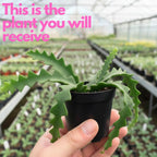2 Zigzag Fishbone Cactus Plant in 3" Pot, Well-Rooted, Exotic Hanging Succulent, Fragrant Night-Blooming Flowers, Ideal for Home and Office Décor