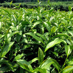 Camellia Sinensis Plant Live | Camellia Live Plant | 4 Inch Tall | Evergreen Tea Plant | Ideal for Patio Containers, Garden Beds, Hedge Planting & Landscape Use