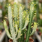 African Milk Tree, 3 Inch Pot, Robust Euphorbia Trigona Succulent with Teardrop Leaves, Sturdy Growth