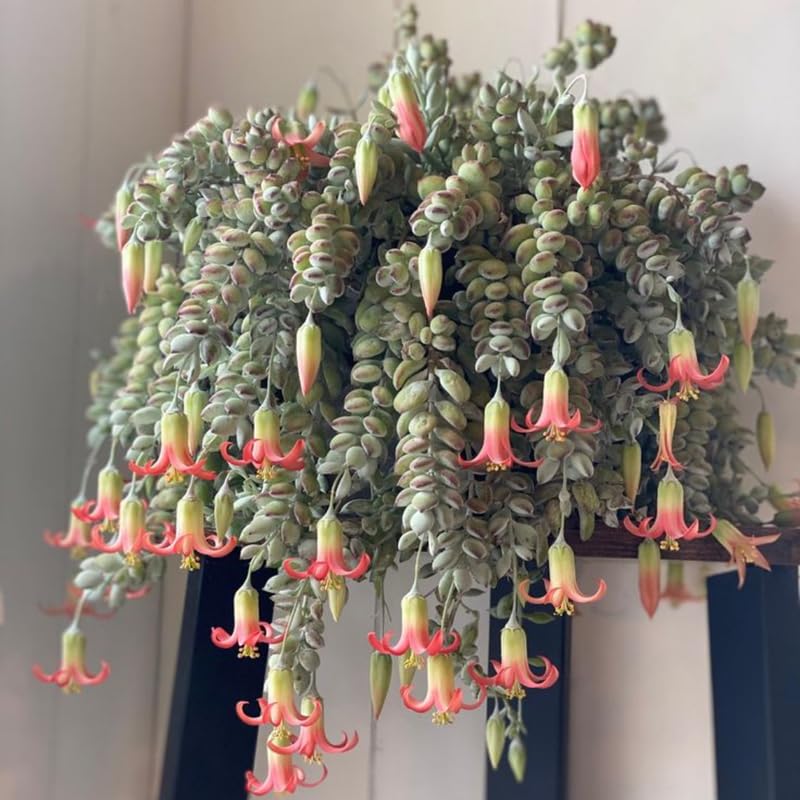 Cotyledon Pendens Succulent Plant Live | 4 Inch Pot Rare Trailing Variety Houseplant for Indoor Growing and Collections