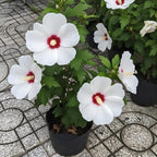 2 Red Heart Althea Rose of Sharon Tree | Live Hibiscus Plant 12–18 Inch Tall | White Hibiscus with Red Center | Outdoor Flowering Shrub for Home Gardens