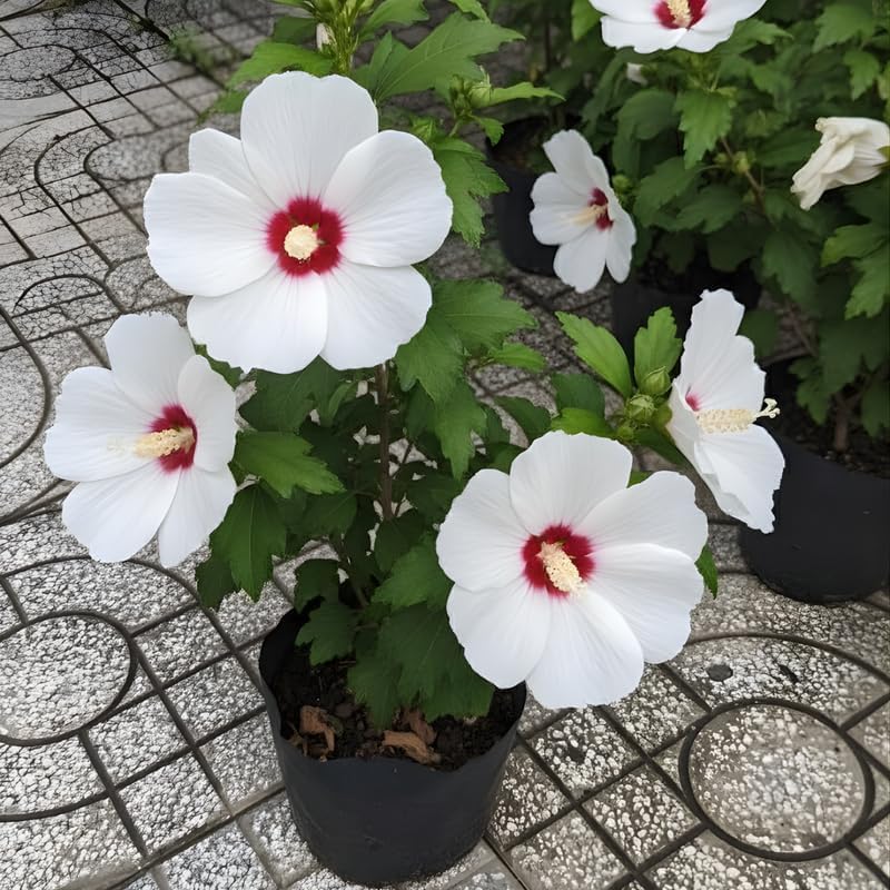 2 Red Heart Althea Rose of Sharon Tree | Live Hibiscus Plant 12–18 Inch Tall | White Hibiscus with Red Center | Outdoor Flowering Shrub for Home Gardens