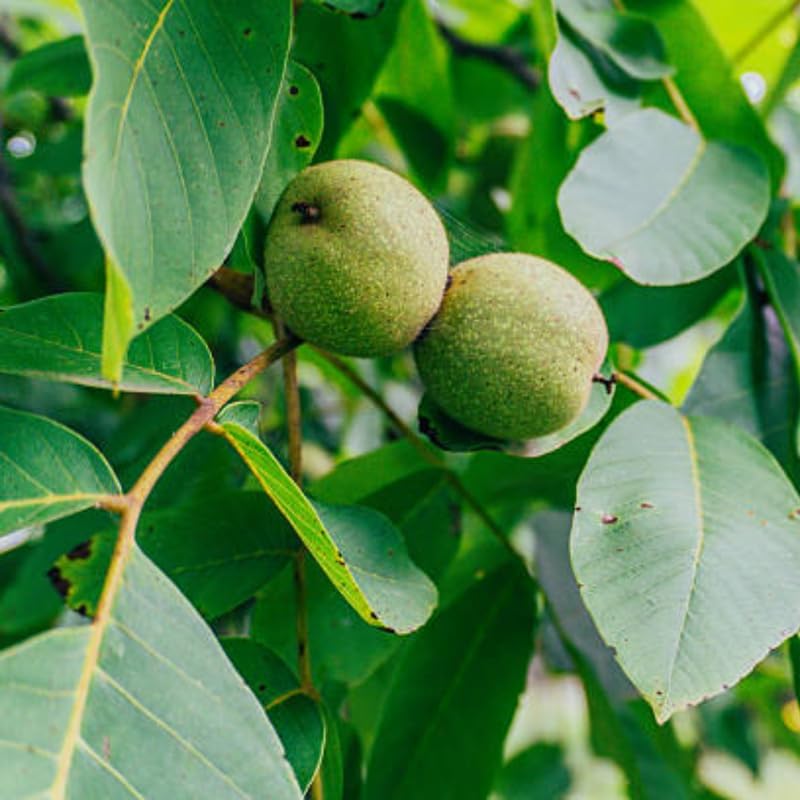 2 Black Walnut Tree in 4" Pot, 12-18 Inch Tall, Juglans Nigra Native Hardwood Tree, Edible Nut Bearing Shrub for Backyard and Timber