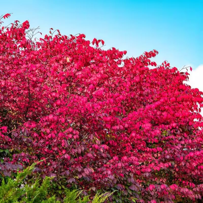 2 Burning Bush Shrub Live Plants | 8-12 Inch Bare Root Rooted Cuttings | Vibrant Red Fall Foliage | Deciduous Ornamental Shrub for Backyard and Landscape