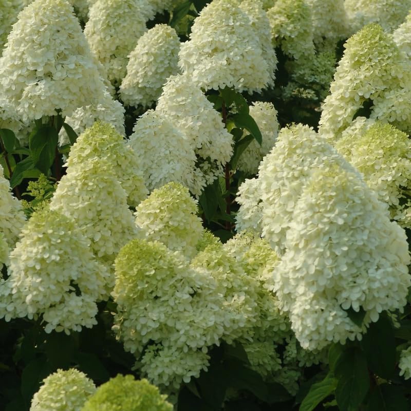 2 Limelight Hydrangea Tree Live Plants | 1-2ft Bare Root Seedlings | Low Maintenance Flowering Shrub | Well-Rooted Plants for Landscapes