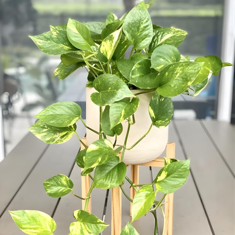 N’Joy Pothos Live Houseplant in 4 Inch Pot |Epipremnum Aureum Tree for Planting | Ideal Live Pothos Plant for Shelves, Desktops & Hanging Pots – Hardy