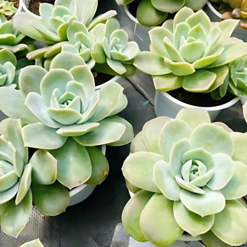Succulent Plant, Graptoveria Lovely Rose, 2 Inch Pot Size, Unique Rose Appearance Small Plant for Bright Indoor Spaces