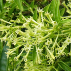 Night Blooming Jasmine Plant Live in 4 Inch Pot | Fragrant Night Blooming Plant | Live Jasmine Plant for Indoor Spaces, Home & Office Décor | Easy to Grow